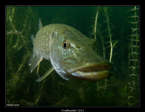 Nothern Pike by Beate Seiler 